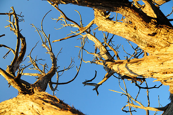 DSC_1171.jpg (4288x2848) NIKON D300 - 18-200mm f/3.5-5.6 // F5,6 // 1/125 sec // ISO 400 // 18,0 mm // no Flash // 2008:07:07 19:15:51 DSC_1171.jpg (4288x2848) NIKON D300 - 18-200mm f/3.5-5.6 // F5,6 // 1/125 sec // ISO 400 // 18,0 mm // no Flash // 2008:07:07 19:15:51